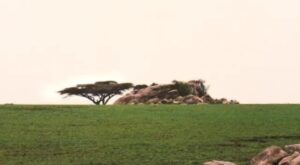 SERENGETI HOUSE OF NATURE