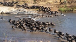 MOYO TENTED CAMP